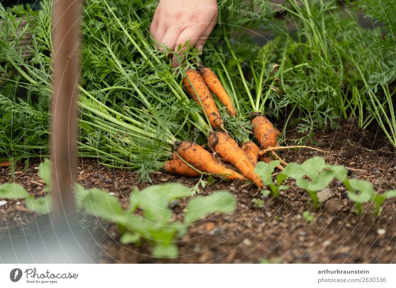 Bauer bei der Karottenernte von frischen Karotten im Freien Lebensmittel Gemüse Möhre Ernährung Bioprodukte Vegetarische Ernährung Slowfood Gesunde Ernährung