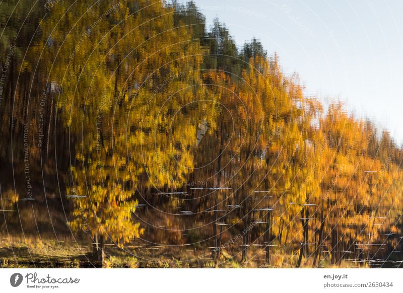 Bach ohne Grenzen Natur Landschaft Pflanze Herbst Wald See fantastisch Flüssigkeit gelb orange bizarr Idylle nachhaltig Religion & Glaube ruhig skurril
