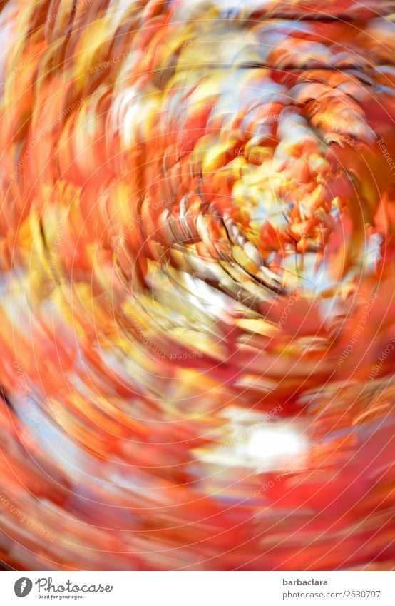 verkehrte Welt | orkanartige Stürme Natur Pflanze Himmel Herbst Baum Sträucher Blatt Park leuchten bedrohlich Geschwindigkeit verrückt mehrfarbig Stimmung