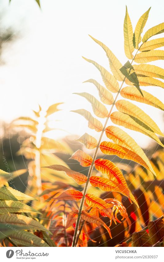 Schöner Herbstlaub in dem Sonnenlicht Lifestyle Natur Blatt Garten Park orange Hintergrundbild herbstlich Herbstfärbung Außenaufnahme Farbfoto Nahaufnahme