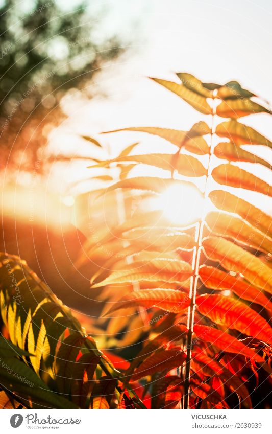 Herbstlaub im Sonnenuntergang Design Natur Pflanze Park gelb Hintergrundbild herbstlich Herbstfärbung Farbfoto Außenaufnahme Nahaufnahme Makroaufnahme