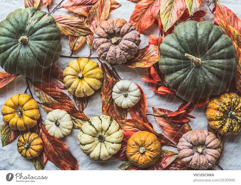Verschiedene Kürbisse mit Herbstlaub Lebensmittel Gemüse kaufen Stil Design Gesunde Ernährung Halloween Dekoration & Verzierung Sammlung Hintergrundbild