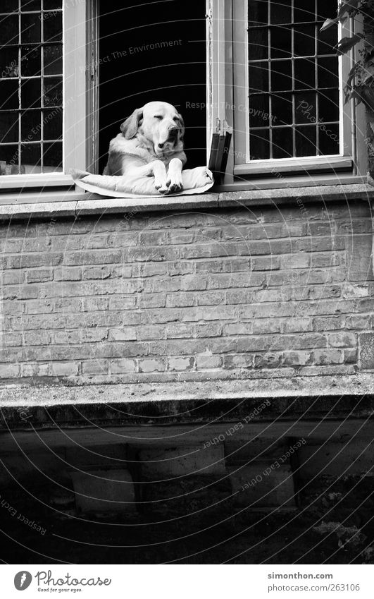 hund am fenster Hund schlafen Hundeblick Halbschlaf Schwarzweißfoto Fenster Fensterbrett 1 Wachsamkeit außergewöhnlich Hundekopf sitzen Menschenleer Kontrolle