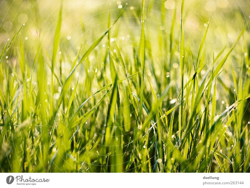 grünes Gras am Morgen mit Tropfen Natur Pflanze Wassertropfen Frühling Schönes Wetter Wiese dünn Freundlichkeit frisch glänzend gut klein nachhaltig nass