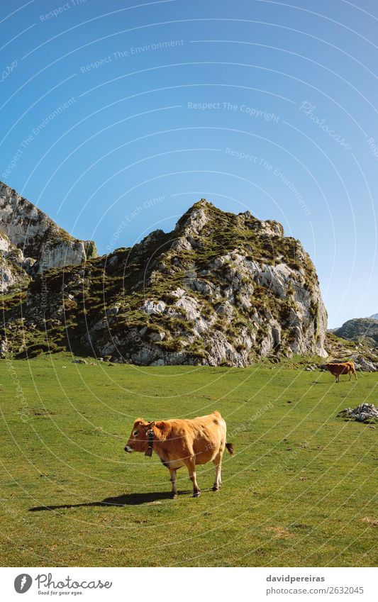 Kuh, die durch das Gras läuft. schön Sonnenbad Berge u. Gebirge Natur Landschaft Tier Herbst Wiese Felsen Stein Fressen authentisch braun grün Feld picos europa