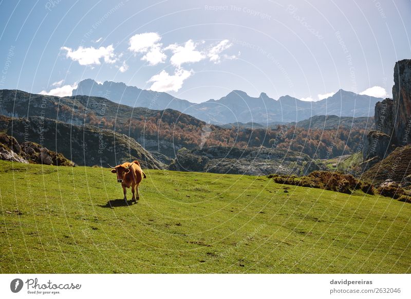 Kuh auf dem Gras in den Bergen schön Sonnenbad Berge u. Gebirge Natur Landschaft Pflanze Tier Wolken Herbst Baum Wiese Felsen Stein Fressen authentisch