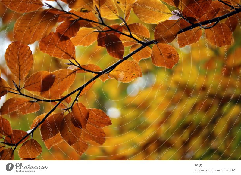 Zweige einer Buche, Herbstfärbung mit gelben und braunen Blättern Umwelt Natur Pflanze Baum Blatt Herbstlaub Park festhalten leuchten dehydrieren ästhetisch
