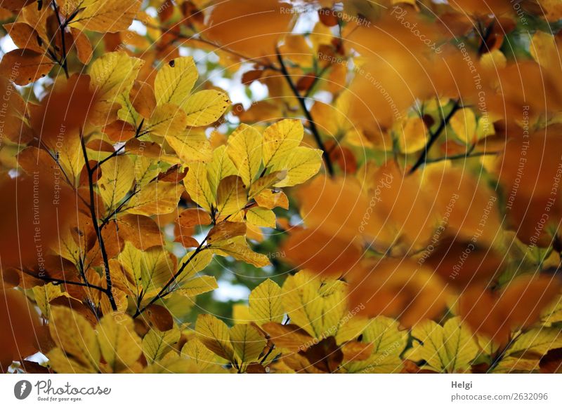 Zweige von Buchen mit Blättern in gelber und brauner Herbstfärbung Umwelt Natur Pflanze Baum Blatt Wildpflanze Blattadern Park leuchten dehydrieren Wachstum