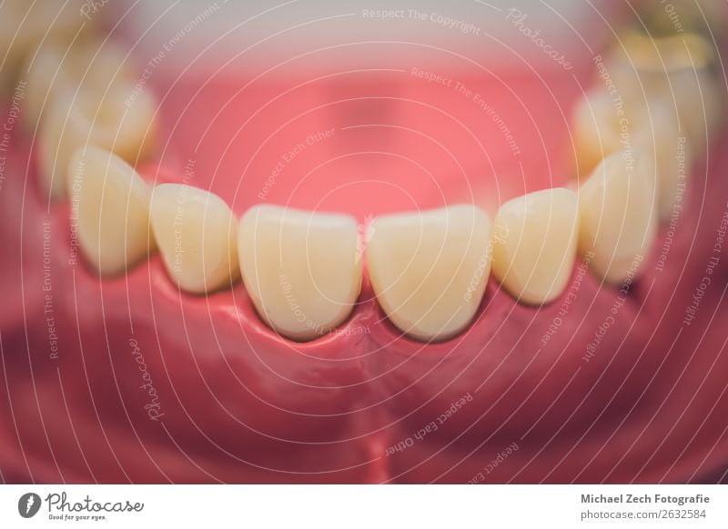 Detaillierte Nahaufnahme von Zahnprothesen oder Zähnen auf einem Tisch Design Krankheit Medikament Spiegel Arzt Büro Krankenhaus Sauberkeit weiß Zahnarzt dental
