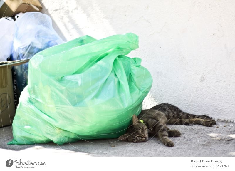 Im Katzentraumland Tier Haustier 1 braun grün weiß schlafen liegen Pause Erholung Müll Müllsack Wand ruhend geschlossene Augen Mittagspause Mittagsschlaf