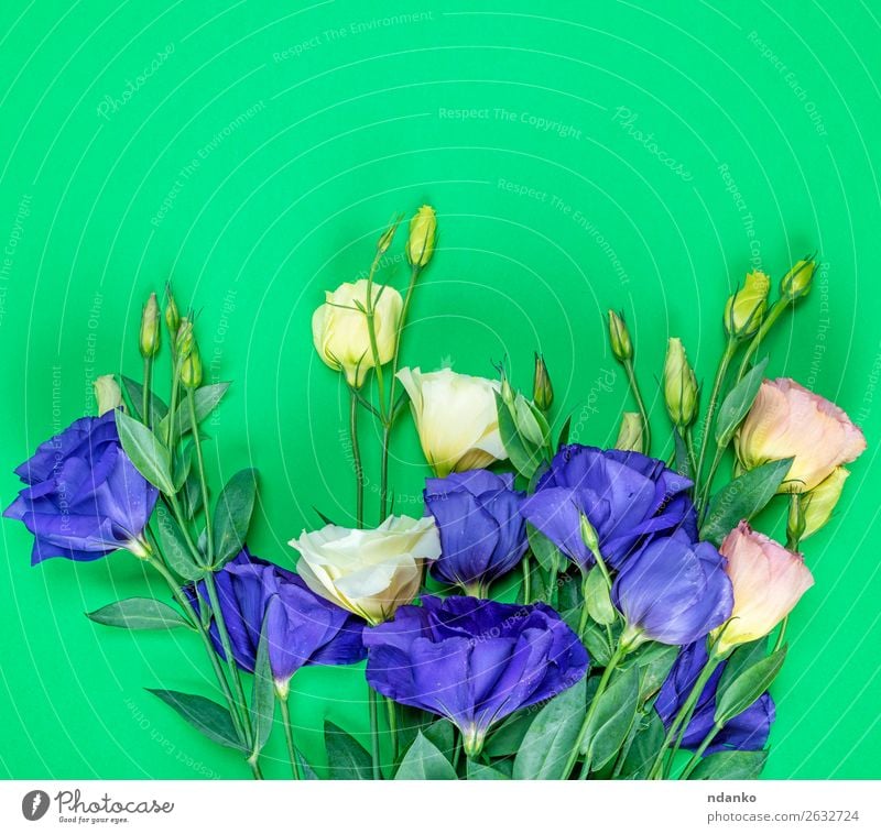 frische blühende Blumen Eustoma Lisianthus Feste & Feiern Valentinstag Muttertag Geburtstag Natur Pflanze Blatt Blüte Blumenstrauß Blühend hell natürlich blau