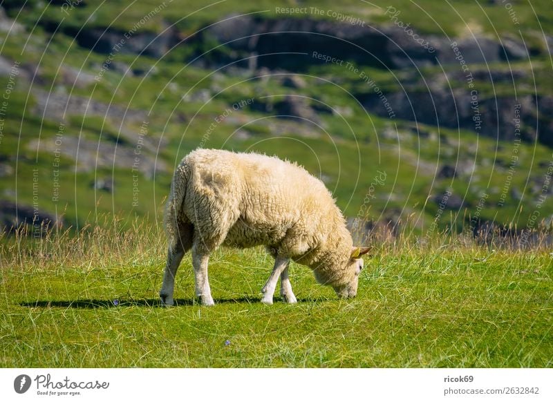 Schaf auf der Weide auf den Lofoten in Norwegen Erholung Ferien & Urlaub & Reisen Tourismus Berge u. Gebirge Landwirtschaft Forstwirtschaft Natur Landschaft