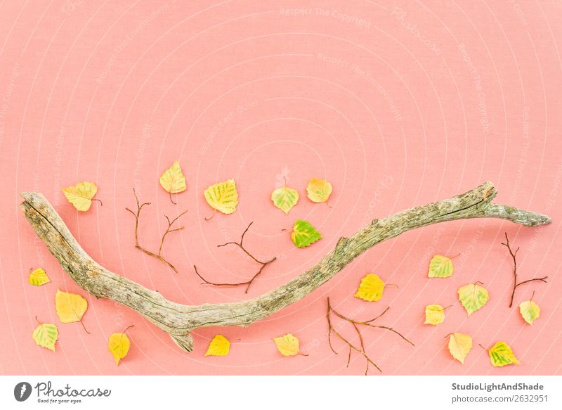 Herbstblätter und moosiger Ast auf rosa Hintergrund schön Garten Kunst Natur Pflanze Wetter Baum Blatt Wald Holz natürlich gelb gold Tod Farbe Kreativität
