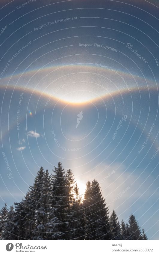 Die Kälte machts möglich Leben harmonisch Meditation Winter Himmel Schönes Wetter Eis Frost Wald leuchten außergewöhnlich authentisch bizarr Natur Lichtsäule