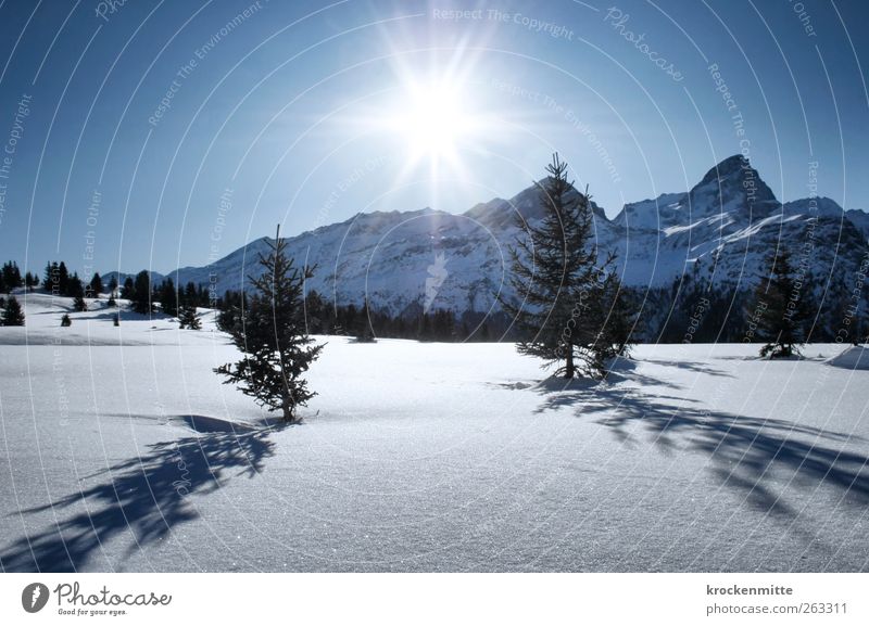 Ein Tag im Schnee Umwelt Natur Landschaft Himmel Wolkenloser Himmel Sonne Sonnenlicht Winter Schönes Wetter Pflanze Baum Tanne Berge u. Gebirge Gipfel