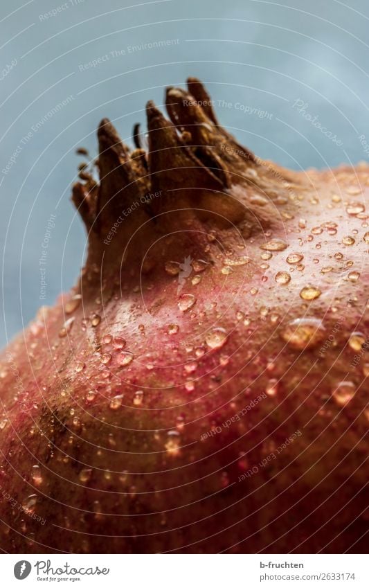 Granatapfel mit Wassertropfen - Nahaufnahme Lebensmittel Frucht Bioprodukte Vegetarische Ernährung Diät Gesunde Ernährung genießen frisch Gesundheit rund saftig
