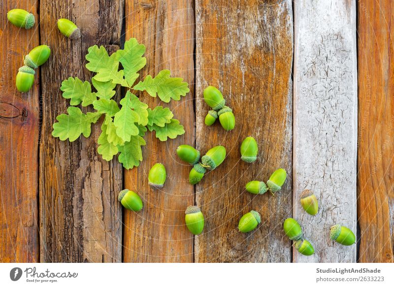 Grüne Eichenblätter und Eicheln auf rustikalem Holzgrund schön Sommer Natur Pflanze Baum Blatt Wald Sammlung natürlich retro braun grün Farbe orange jung