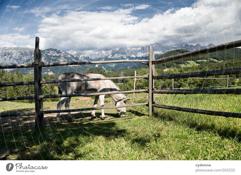 Schönes Eselleben harmonisch Erholung ruhig Ferien & Urlaub & Reisen Ausflug Ferne Freiheit wandern Umwelt Natur Landschaft Himmel Gras Wiese Alpen
