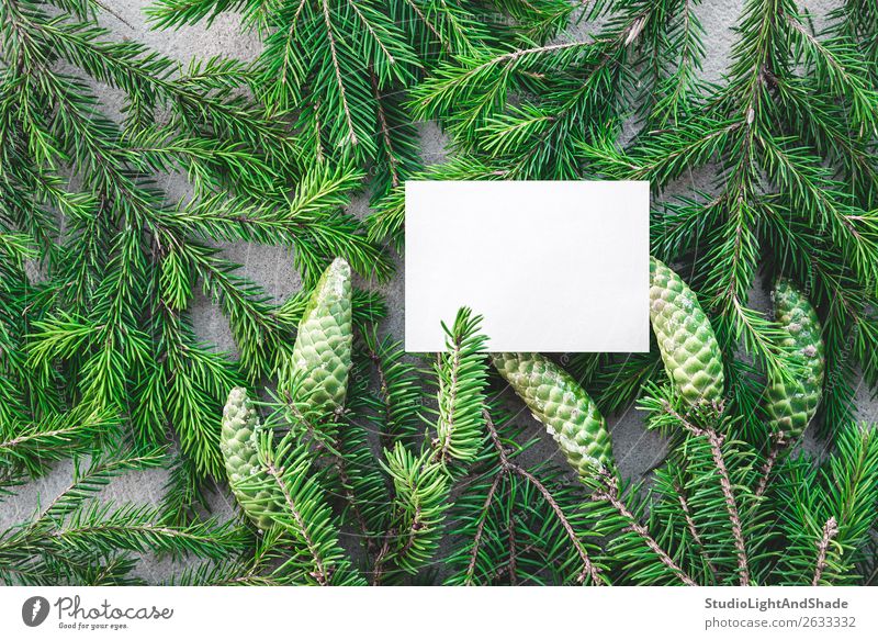 Leere weiße Karte und grüne Tannenzweige Winter Dekoration & Verzierung Weihnachten & Advent Natur Pflanze Baum Wald Papier natürlich grau Farbe Weihnachtsbaum