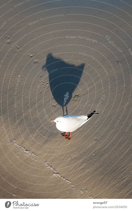 Möwe am Ostseestrand III Natur Tier Sand Strand Wildtier Vogel 1 stehen warten braun schwarz weiß Sandstrand Vogelperspektive Schattenspiel Farbfoto