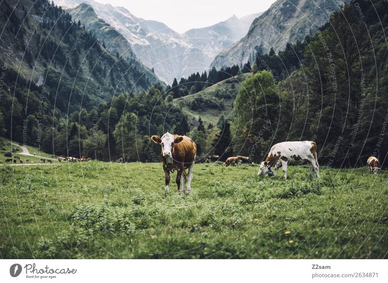 Allgäuer Kühe wandern Umwelt Natur Landschaft Sommer Wiese Alpen Berge u. Gebirge Nutztier Tiergruppe Herde beobachten Blick Neugier grün achtsam Wachsamkeit