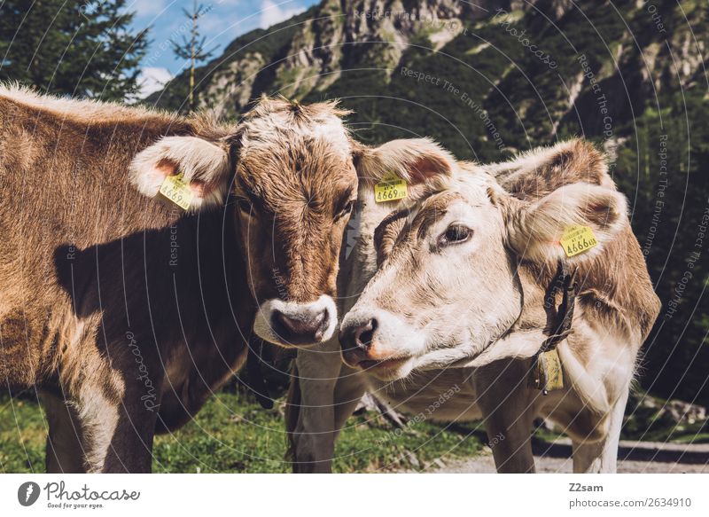 Österreichische Kühe Abenteuer wandern Natur Landschaft Alpen Berge u. Gebirge Tier Kuh 2 Kommunizieren stehen Neugier braun Sympathie Freundschaft Zusammensein