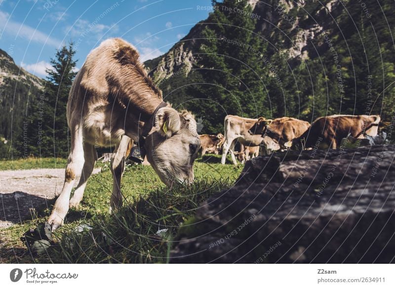 Kühe in den Lechtaler Alpen Abenteuer wandern Natur Landschaft Wiese Berge u. Gebirge Nutztier Kuh 4 Tier Herde Fressen natürlich grün Zusammensein ruhig