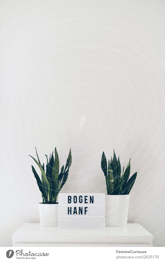 Two snake plants on white chest of drawers Lifestyle Stil Häusliches Leben Wohnung Natur Bogenhanf Blumentopf Pflanze 2 Grünpflanze Zimmerpflanze Leuchtbox