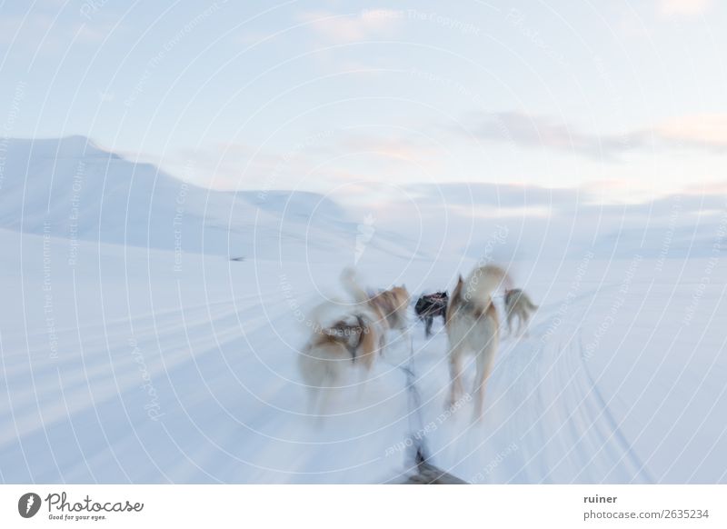 Hundeschlitten-Tour am Polarkreis Hundschlitten Norwegen Spitzbergen Arktis Berge u. Gebirge Schnee Ferien & Urlaub & Reisen Außenaufnahme Skandinavien Norden