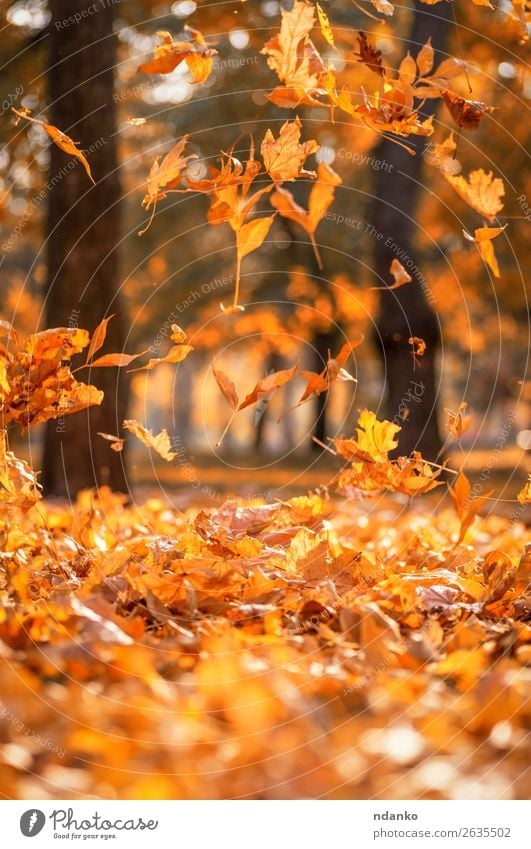 fallende trockene gelbe Ahornblätter auf einem Herbst Sonne Garten Dekoration & Verzierung Umwelt Natur Landschaft Pflanze Baum Blatt Park Wald fliegen hell