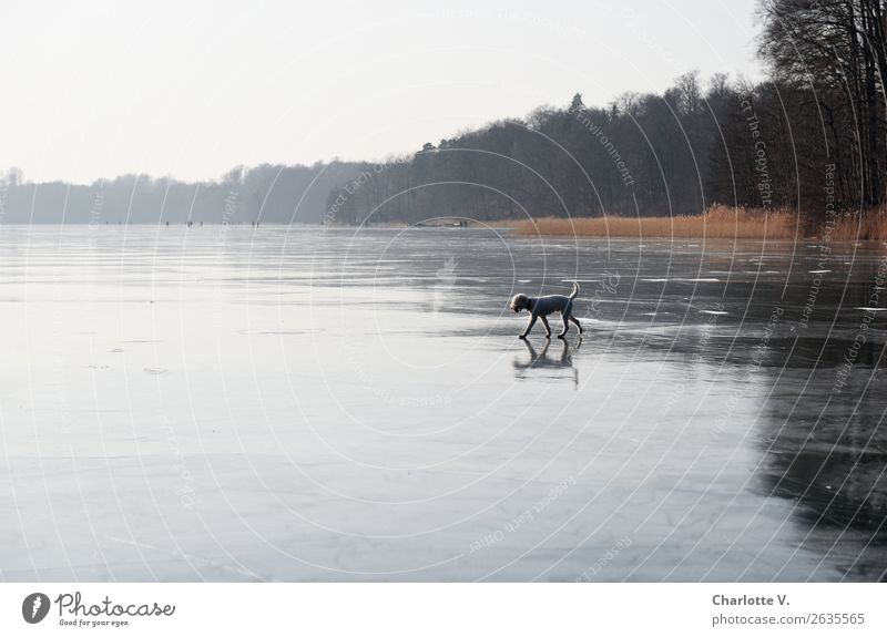 Verwandlung | Begehbares Wasser Ferne Natur Landschaft Urelemente Winter Eis Frost Baum Schilfrohr See Liegnitzsee Haustier Hund 1 Tier Bewegung frieren gehen