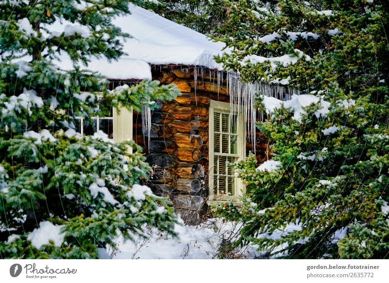 Winter in Kanada Natur Pflanze Urelemente Eis Frost Schnee Baum Wald Menschenleer Traumhaus Mauer Wand Fenster Dach Holz Unendlichkeit kalt blau braun grau grün