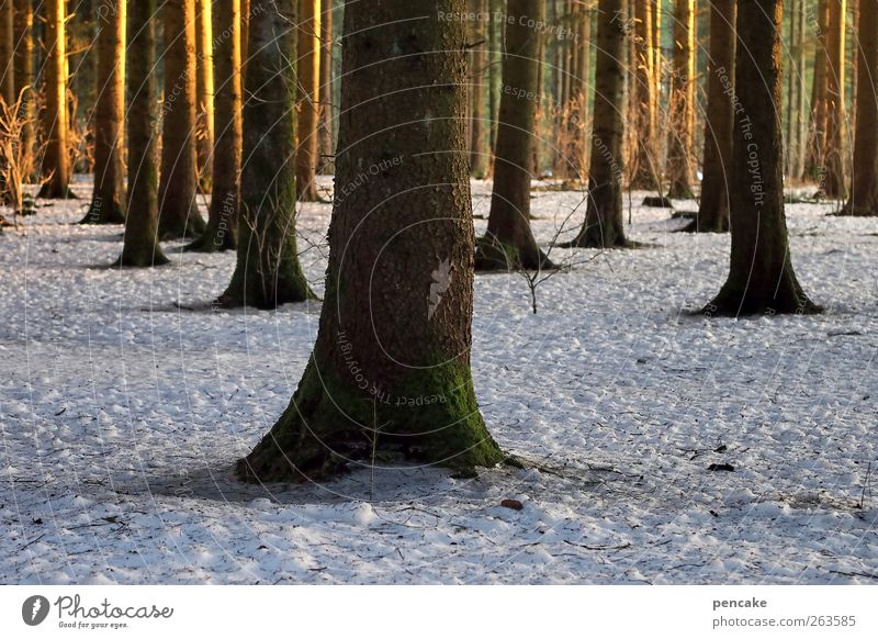 die einen stehn im licht Natur Landschaft Sonnenaufgang Sonnenuntergang Winter Klima Schnee Baum Wald Stimmung Frühlingsgefühle Vorfreude Naturschutzgebiet