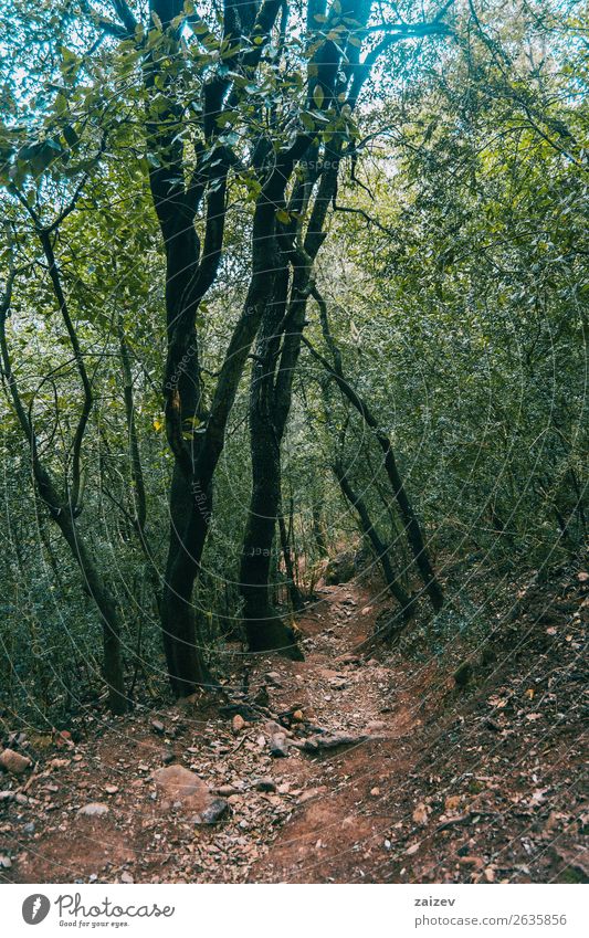 Schmale, von Bäumen umgebene Straße über den Berg schön Ferien & Urlaub & Reisen Tourismus Abenteuer Berge u. Gebirge wandern Umwelt Natur Landschaft Pflanze