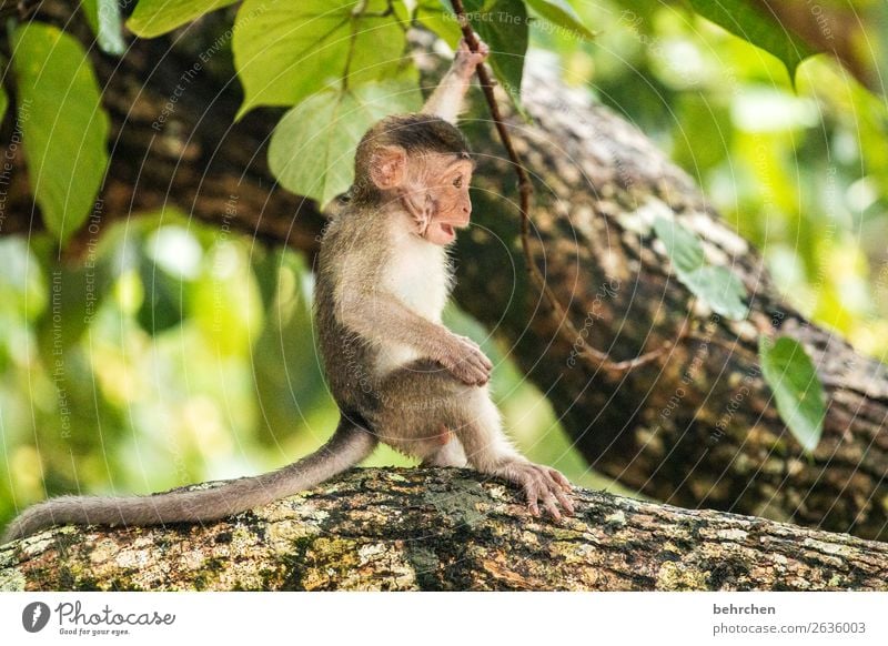so schützenswert Ferien & Urlaub & Reisen Tourismus Ausflug Abenteuer Ferne Freiheit Baum Blatt Urwald Wildtier Tiergesicht Fell Affen makaken 1 Tierjunges