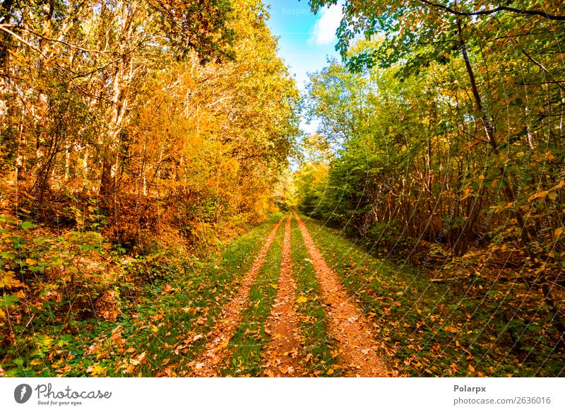 Herbstlaub, das im Herbst auf einen Waldweg fällt. schön Sonne Umwelt Natur Landschaft Baum Blatt Park Straße Wege & Pfade hell natürlich gelb gold grün rot