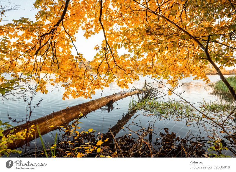 Holzblock, der im Herbst über einem See hängt. schön Ferien & Urlaub & Reisen Umwelt Natur Landschaft Himmel Baum Blatt Park Wald Teich Fluss hell braun gelb