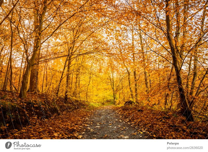 Orangefarbene Herbstfarben im Wald schön Sonne Umwelt Natur Landschaft Baum Blatt Park Straße Wege & Pfade hell natürlich gelb gold grün rot Farbe fallen