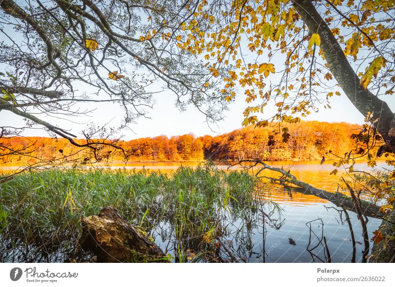 Bunte Bäume an einem See im Herbst schön Ferien & Urlaub & Reisen Umwelt Natur Landschaft Himmel Baum Blatt Park Wald Teich Fluss hell braun gelb gold grün rot