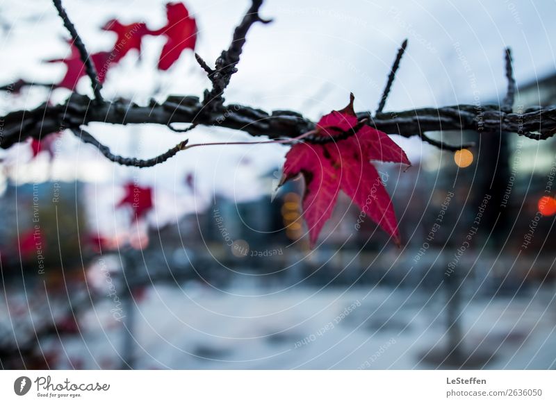 Roter Ahorn in der Hafencity Natur Himmel Herbst schlechtes Wetter Pflanze Baum Blatt Ahornblatt Hamburg Stadt Hafenstadt Menschenleer Beton Glas ästhetisch