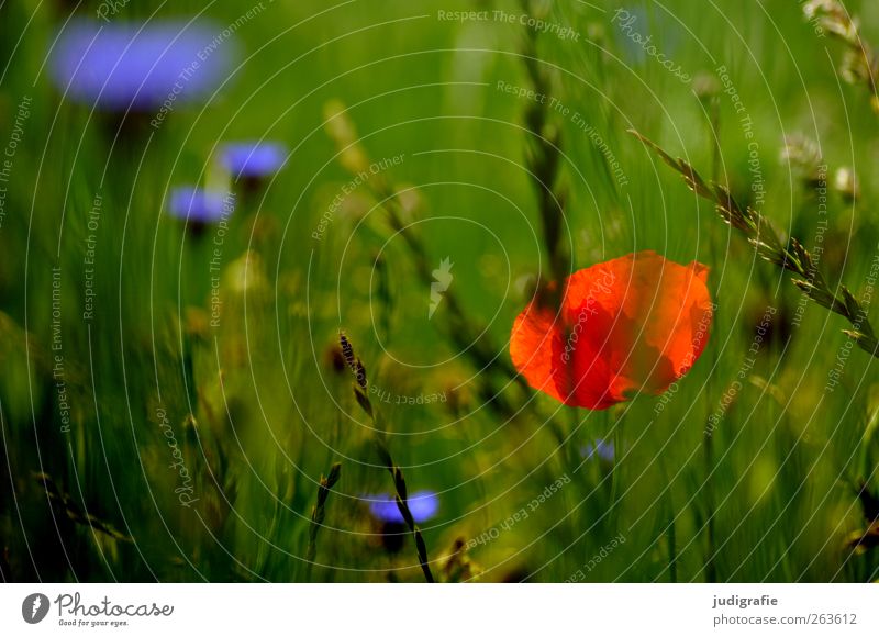 Sommer Umwelt Natur Pflanze Blume Gras Blüte Wildpflanze Wiese Wachstum wild mehrfarbig grün rot Duft Idylle Mohn Kornblume Farbfoto Außenaufnahme Nahaufnahme