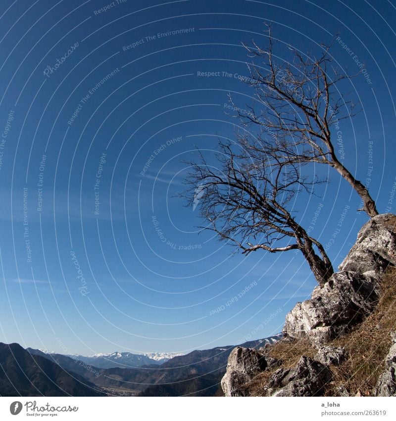 Baumgrenze. Mädchenblick. Natur Landschaft Urelemente Wolkenloser Himmel Schönes Wetter Moos Felsen Alpen Berge u. Gebirge Gipfel trocken blau Einsamkeit rein