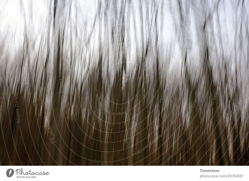 Im Stangenwald Umwelt Natur Pflanze Himmel Herbst Baum Wald Holz natürlich blau braun weiß Gefühle Baumstamm Ast Farbfoto Außenaufnahme Menschenleer Tag