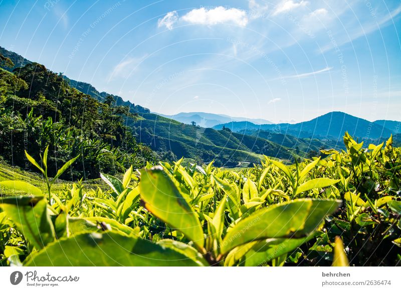 ein kännchen tee Ferien & Urlaub & Reisen Tourismus Ausflug Abenteuer Ferne Freiheit Natur Landschaft Himmel Wolken Schönes Wetter Pflanze Nutzpflanze