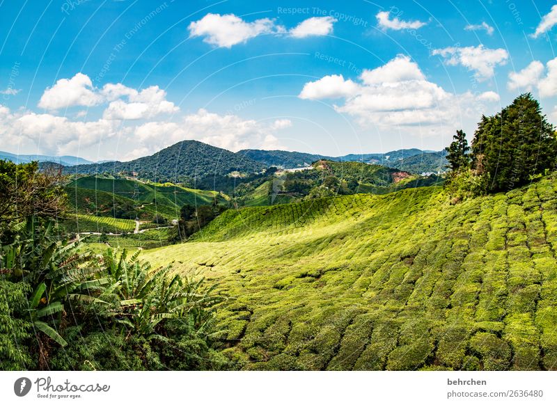 märchenlandschaft Ferien & Urlaub & Reisen Tourismus Ausflug Abenteuer Ferne Freiheit Natur Landschaft Himmel Wolken Pflanze Baum Nutzpflanze Teepflanze