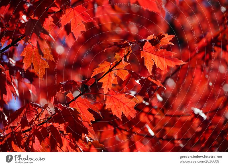 zarter, starker Herbst Natur Pflanze Baum Blatt träumen verblüht positiv blau braun rot schwarz weiß Lebensfreude Überraschung Farbfoto Außenaufnahme