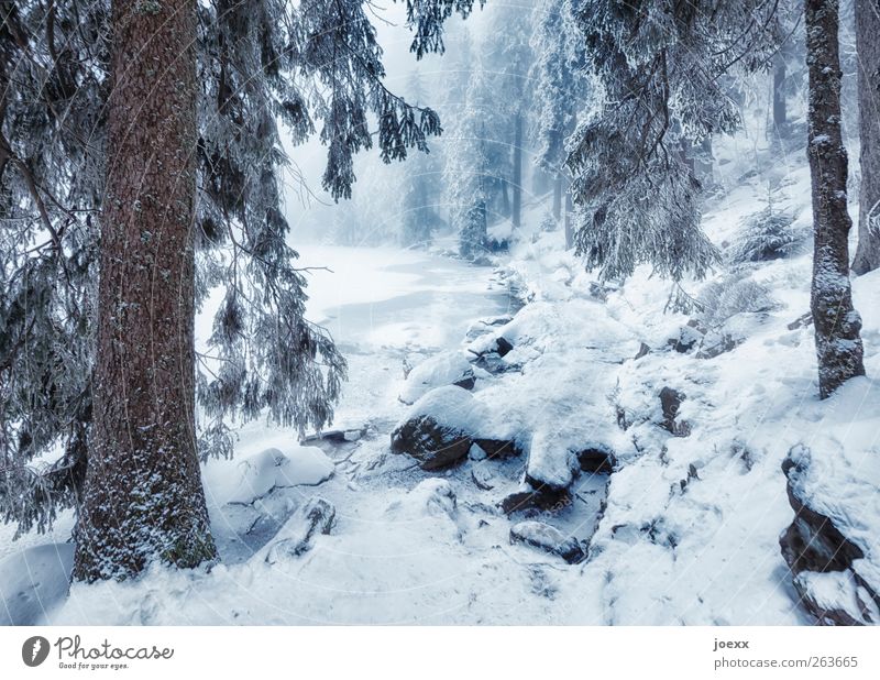 Der Eine geht … Natur Winter Nebel Schnee Baum Wald Seeufer Wege & Pfade groß kalt blau braun schwarz weiß Idylle Mummelsee Winterwald Farbfoto Gedeckte Farben