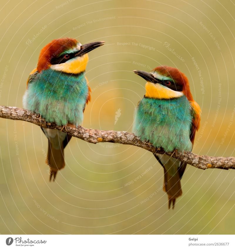 Ein Paar Bienenfresser. exotisch schön Freiheit Umwelt Natur Tier Park Vogel Liebe klein wild blau gelb grün rot Farbe Zusammenhalt Tierwelt farbenfroh Esser