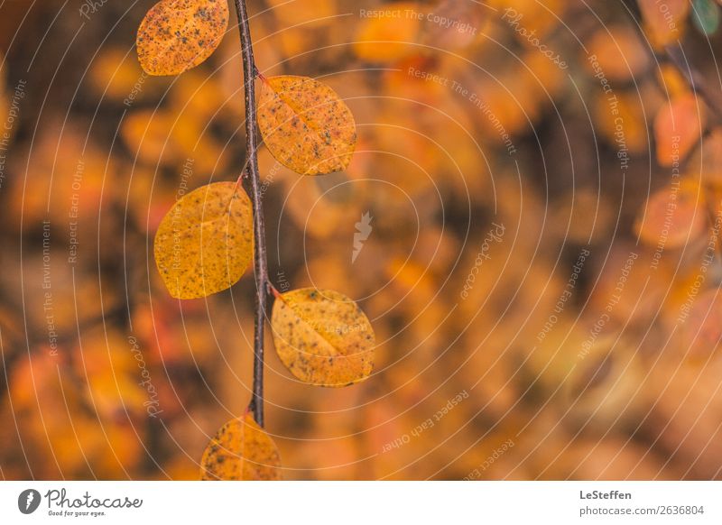 Closeup autumn image Natur Pflanze Herbst Sträucher Blatt Wildpflanze Park ästhetisch authentisch hell natürlich schön Klischee Wärme wild weich gelb orange