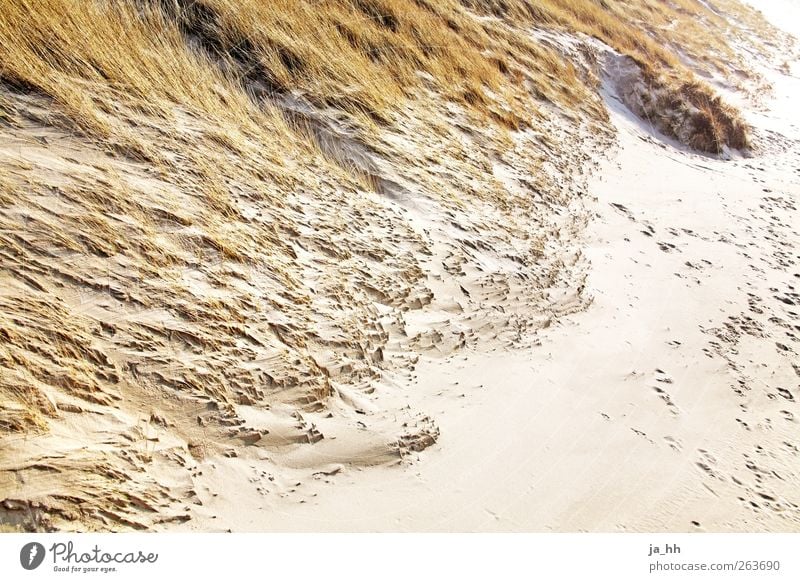 Nordsee III Wind Erholung Dünengras Gezeiten Ebbe Flut Strand Sand Meer Sturm Wasser Sonnenlicht Herbst Ferien & Urlaub & Reisen Spaziergang wandern Seegatt